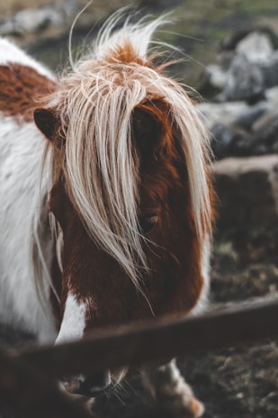 A close-up view of a pony with a shaggy mane, featuring a mix of white and light brown fur. The background includes blurred rocks, suggesting a natural setting.