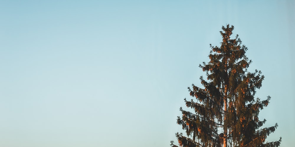 green leafed tree