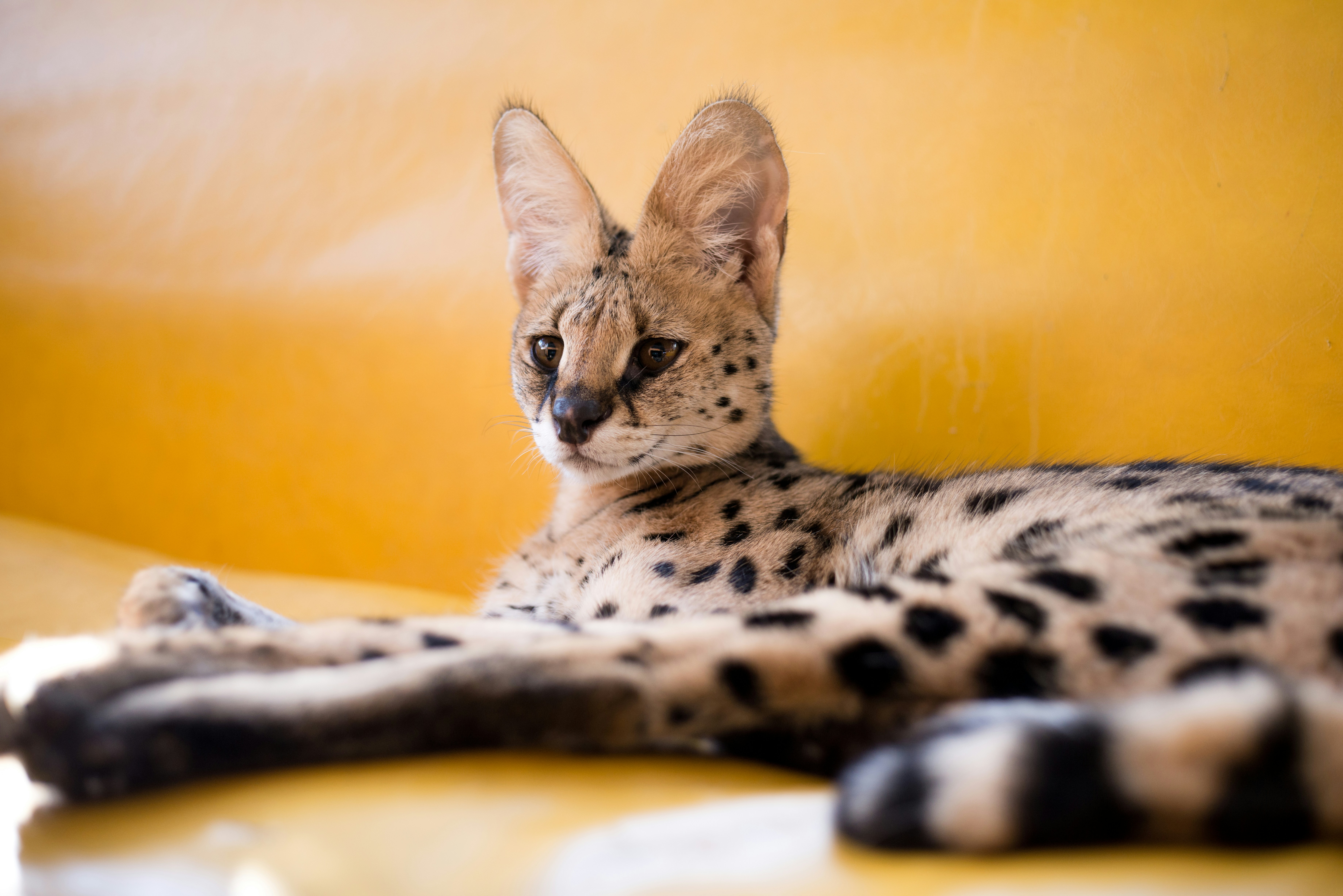 ベンガル猫の写真の写真 Unsplashの無料北京写真