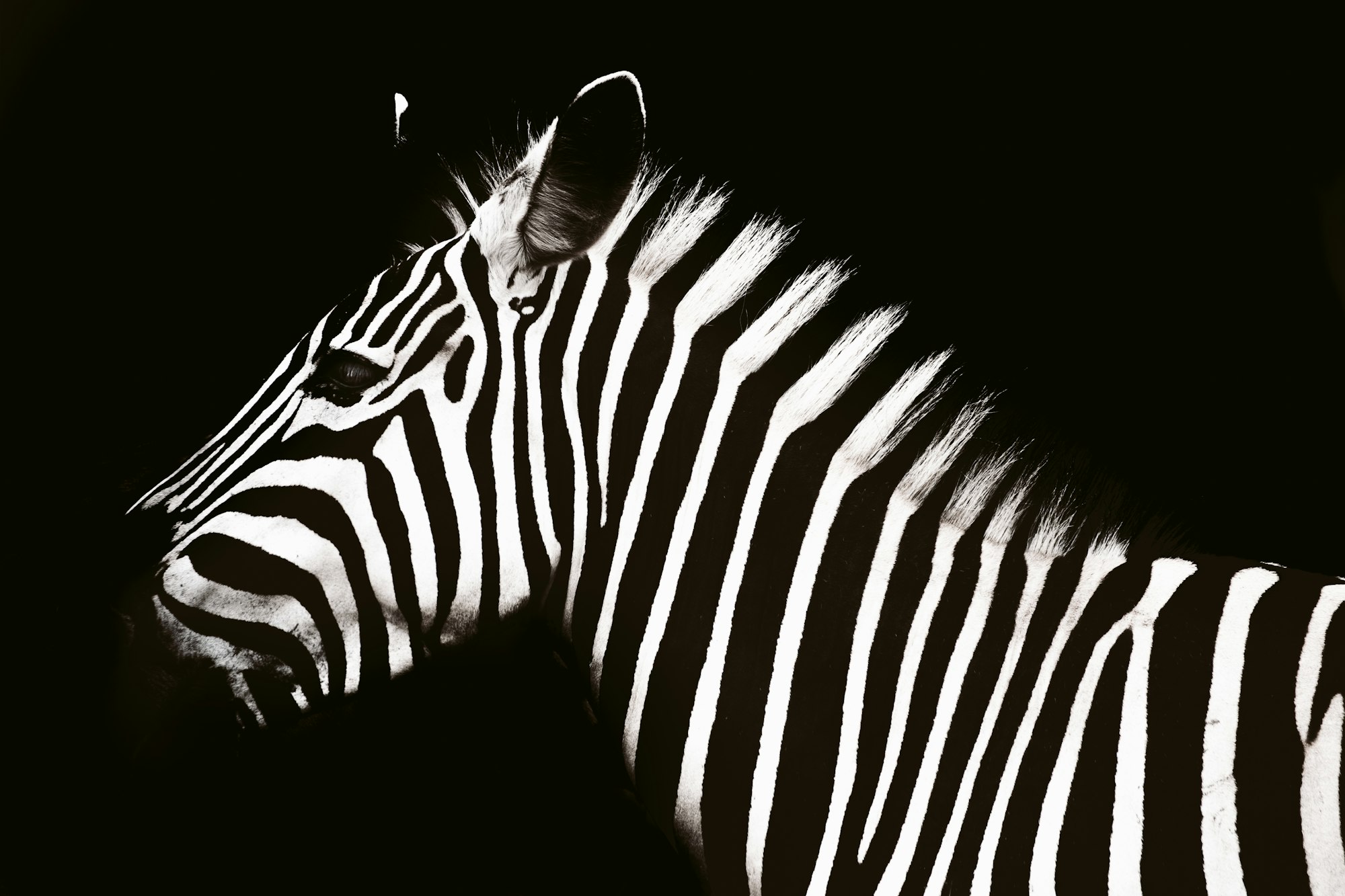 A zebra, looking sideways, on a black background.
