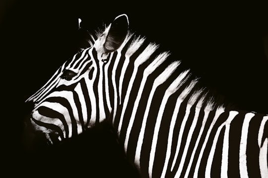 zebra animal in Pilanesberg National Park South Africa