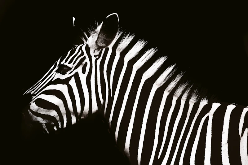 High-contrast black-and-white zebra portrait — the editorial register of contemporary hotel-luxury properties like Four Seasons Serengeti