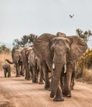 elephants on road