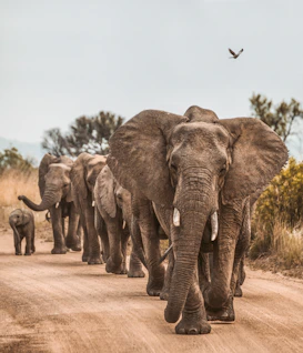 elephants on road