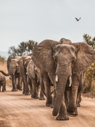 elephants on road