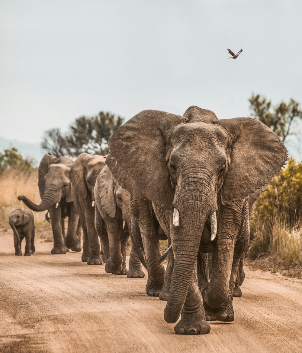 elephants on road