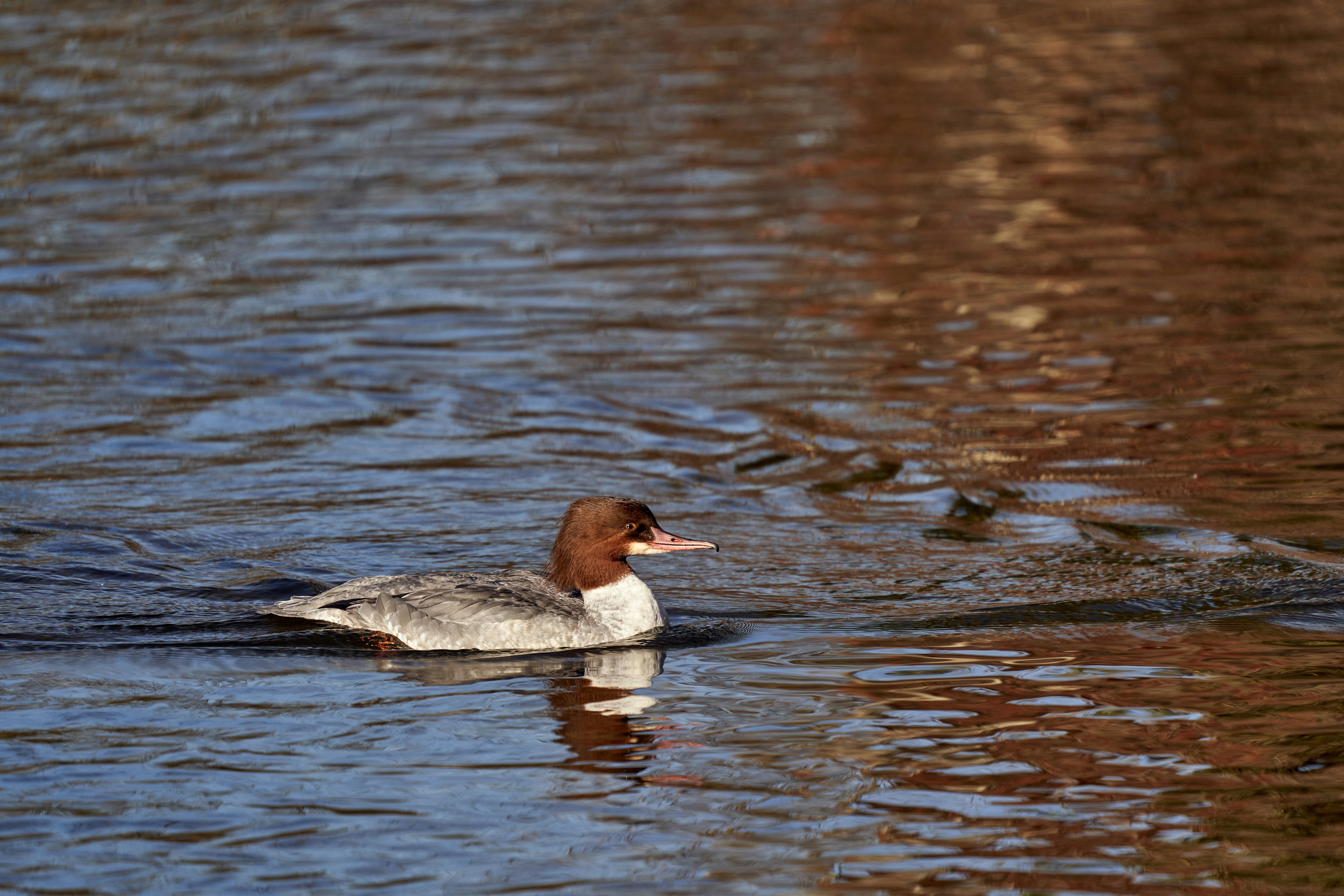 Photo by wolfgang_hasselmann