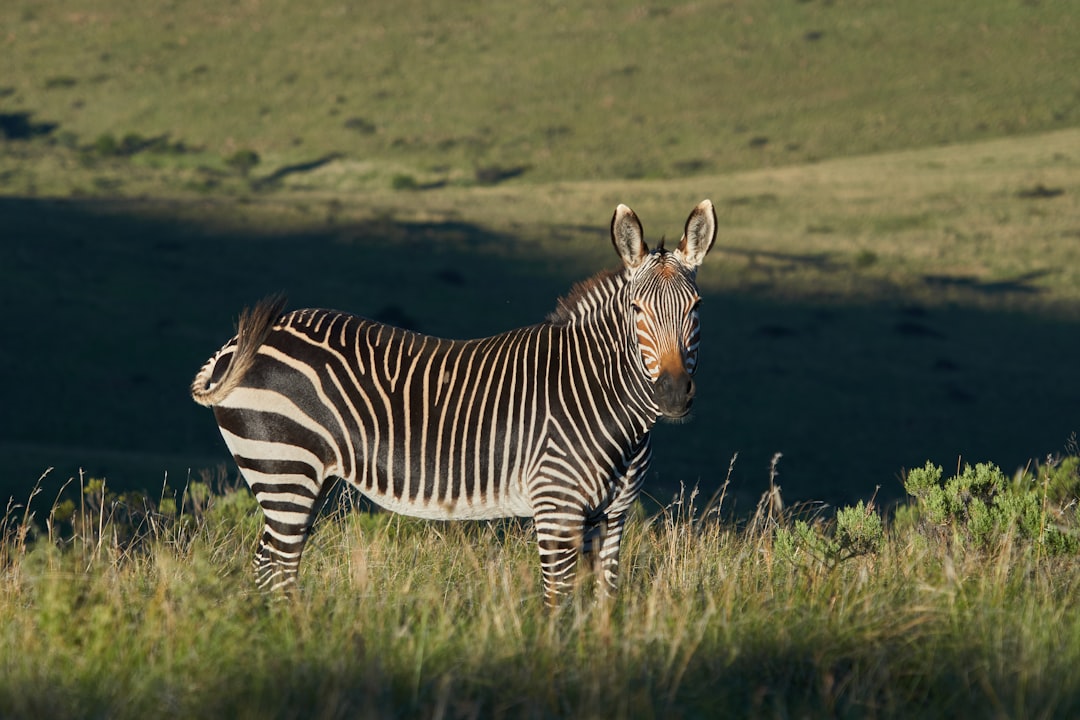Zebra on field