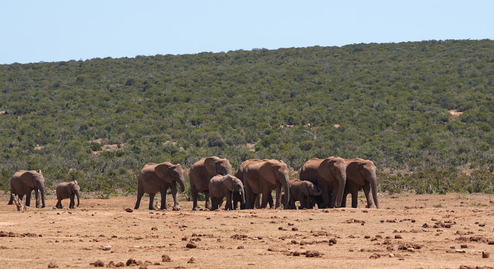 group of elephant on brown soil