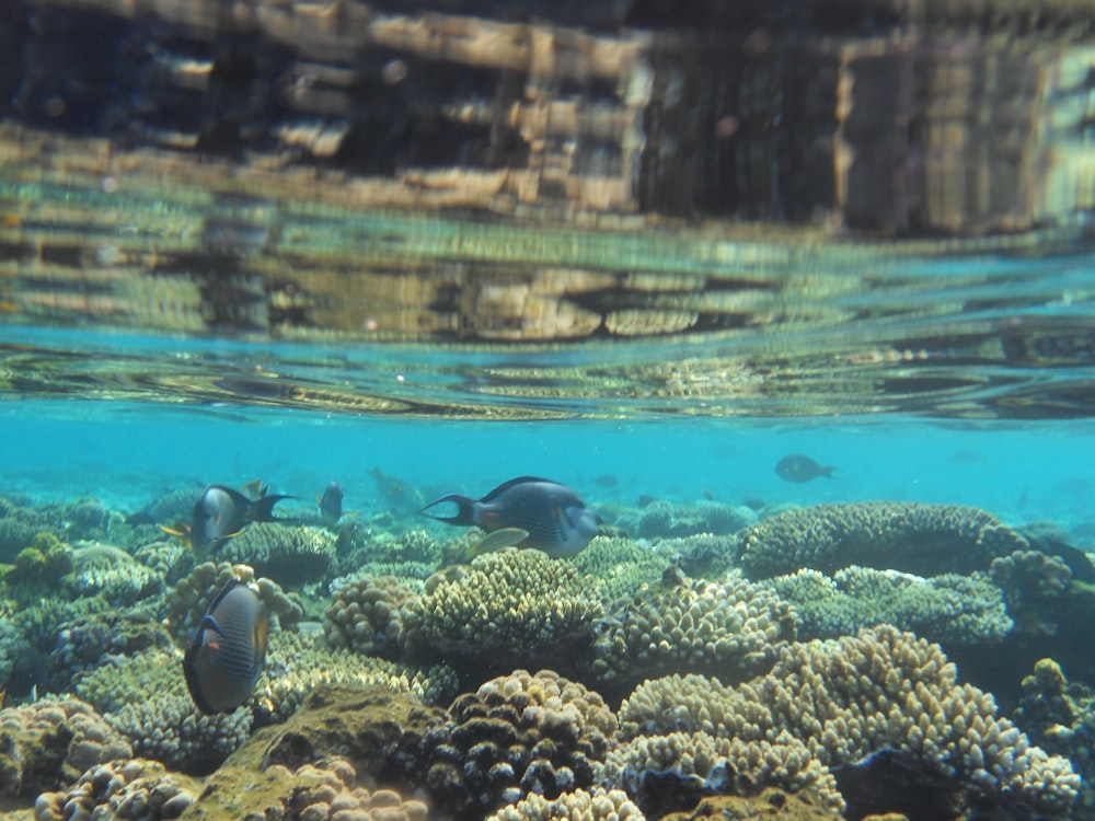 Poissons dans l’eau