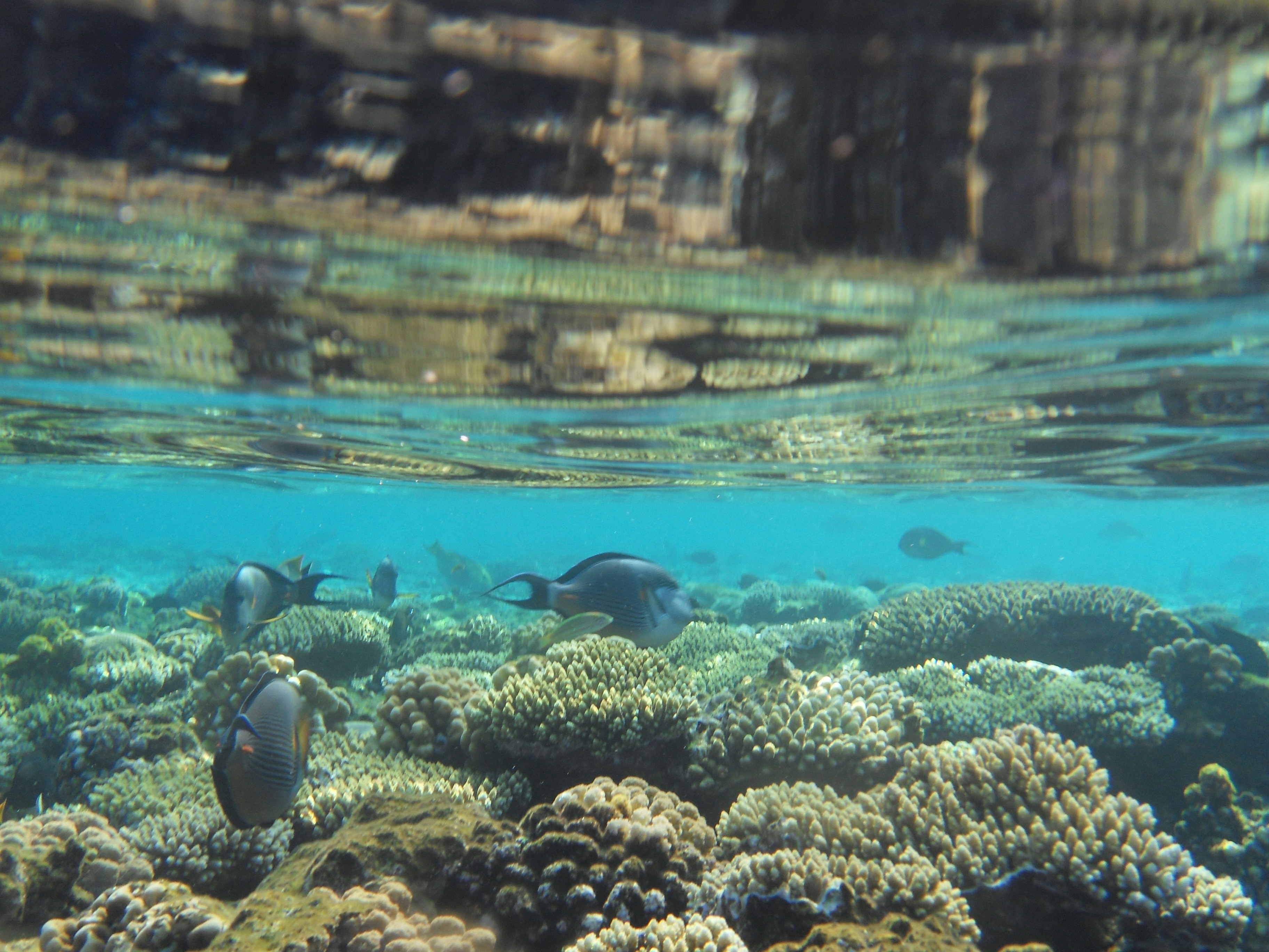 il fondale marino da esplorare, una delle esperienze da fare in egitto