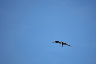 A graceful bird soaring high above a sunlit forest, wings fully spread against a clear blue sky.