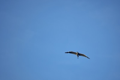 A graceful bird soaring high above a sunlit forest, wings fully spread against a clear blue sky.