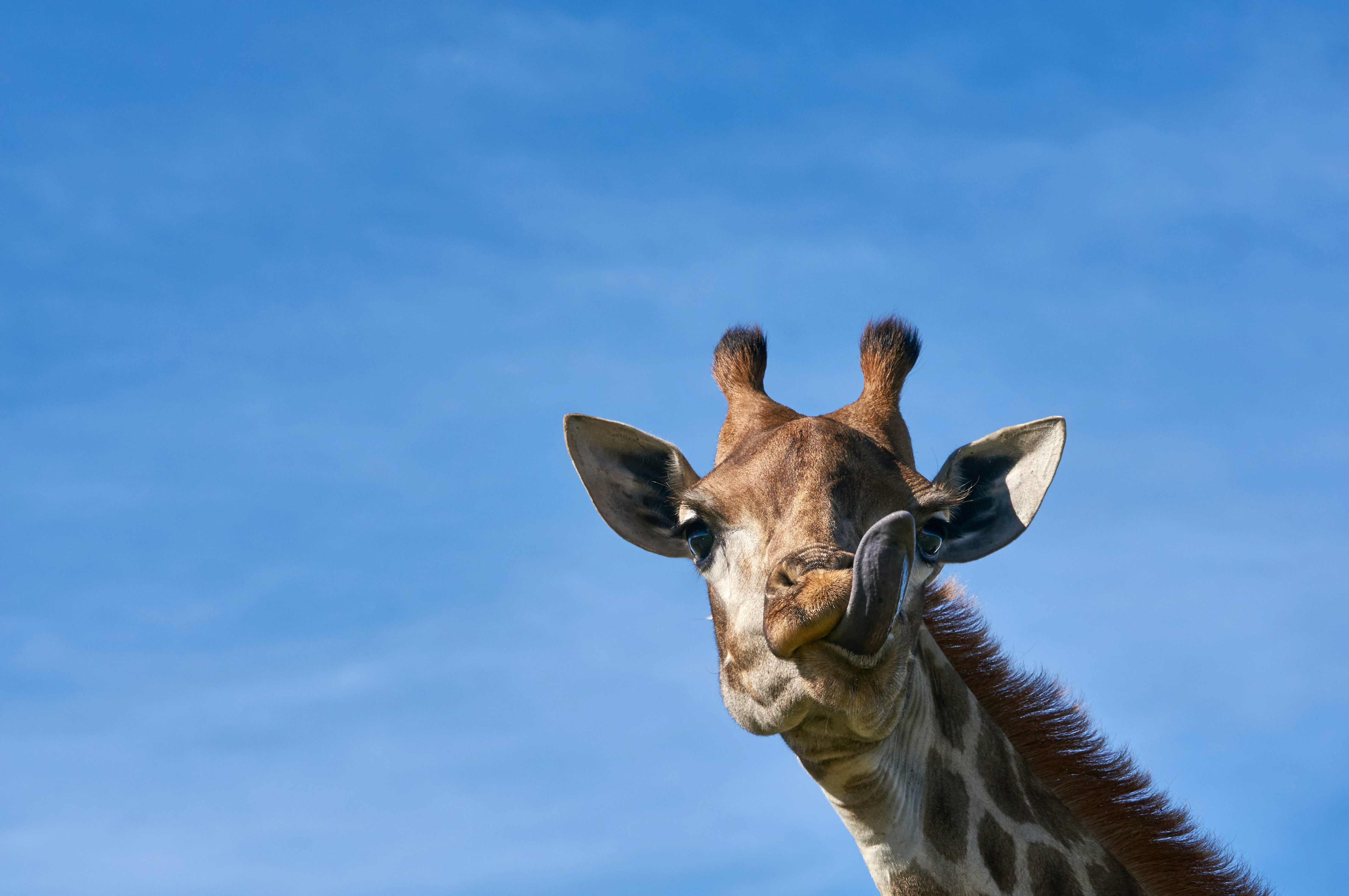 Photo by wolfgang_hasselmann