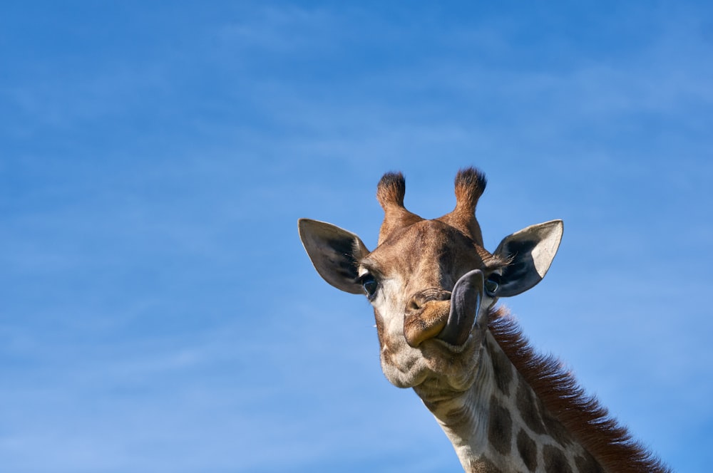 brown giraffe