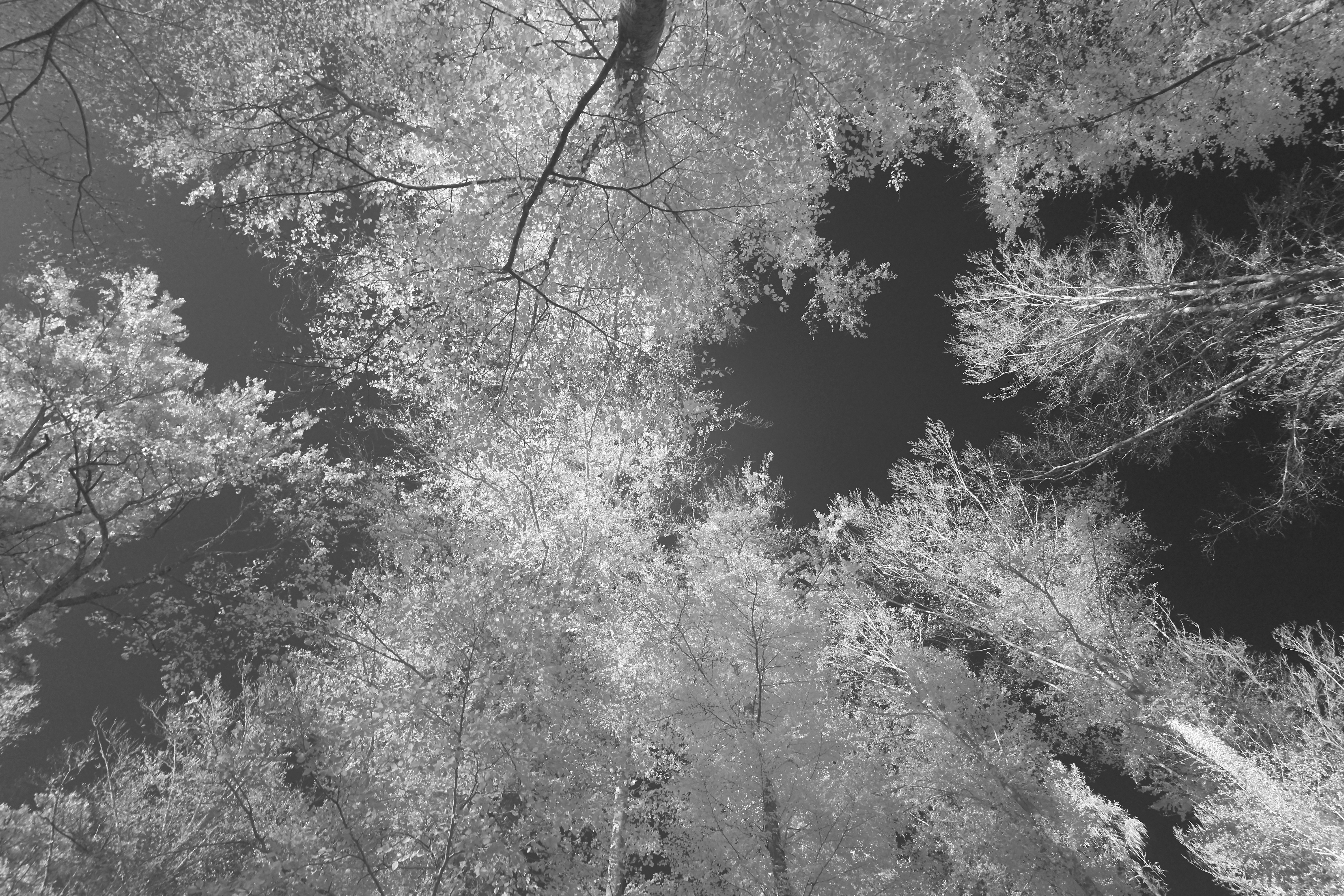 Photo by wolfgang_hasselmann