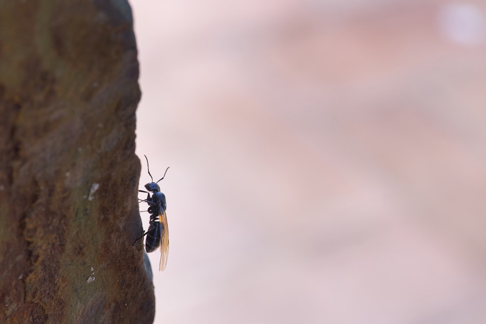 black bee perch on wood
