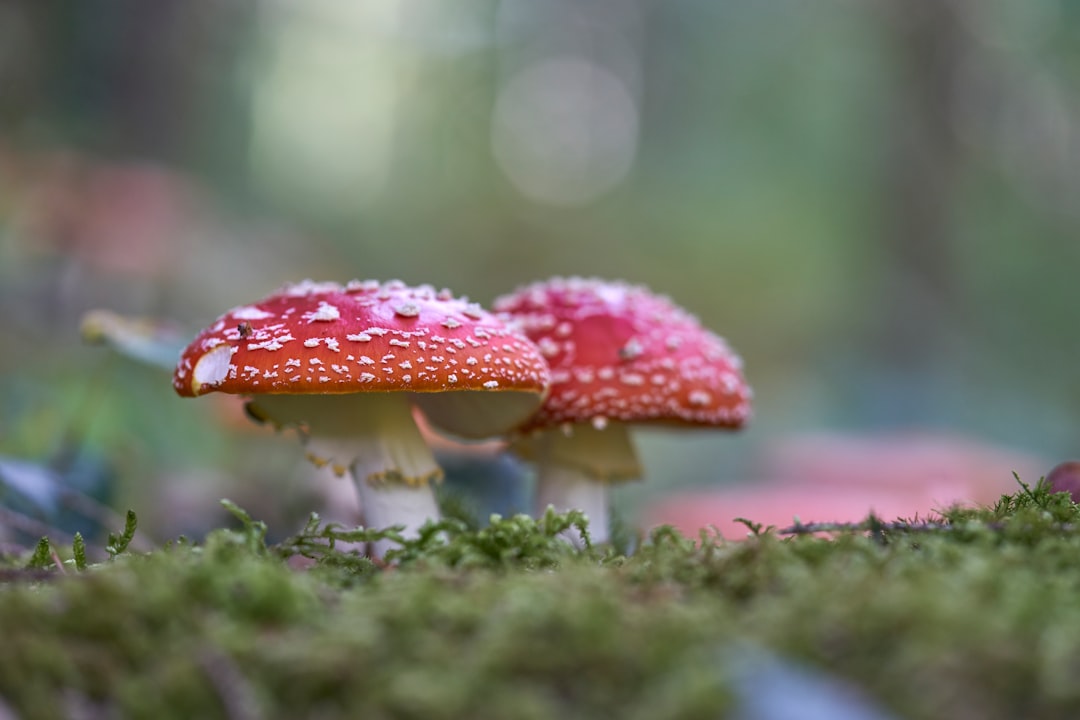 two red mushrooms