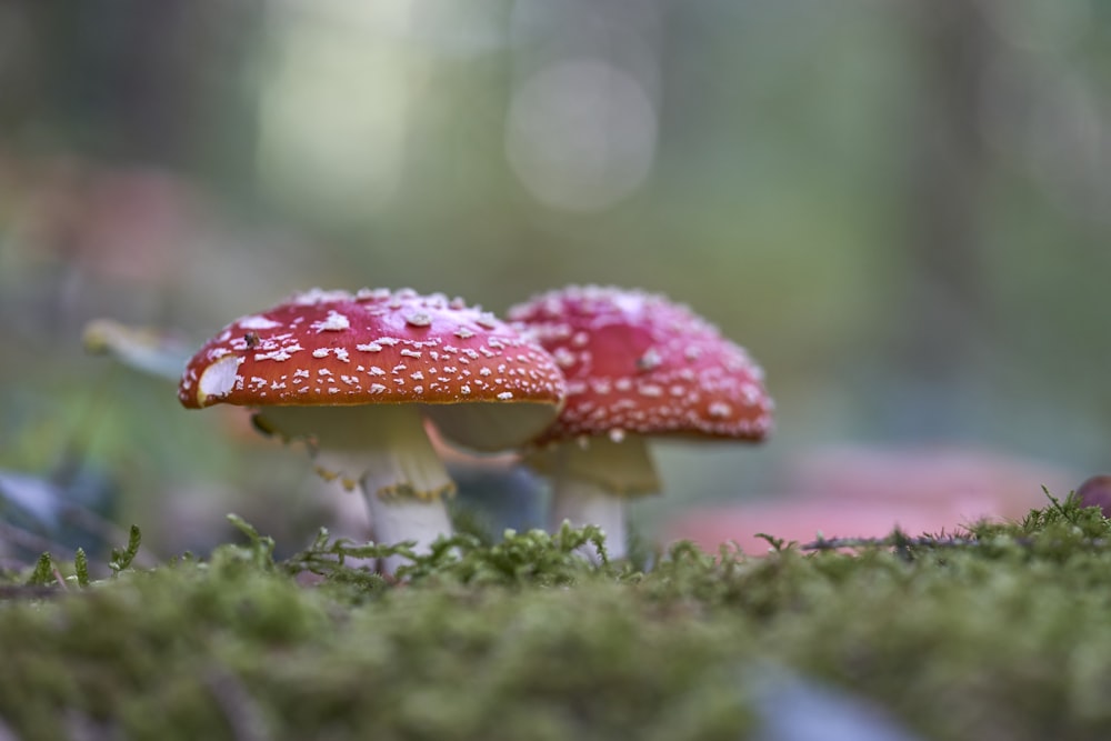 two red mushrooms