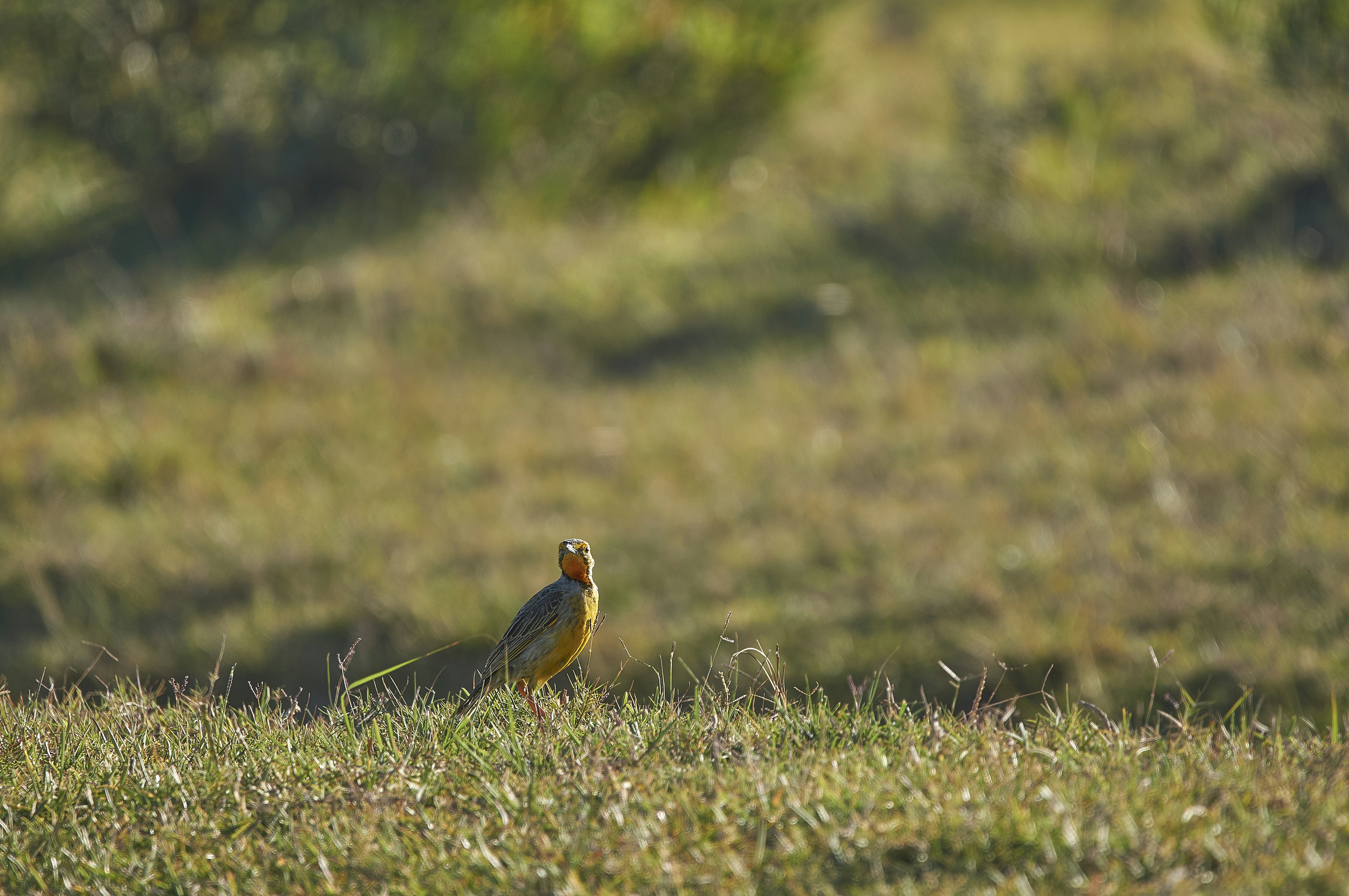 Photo by wolfgang_hasselmann