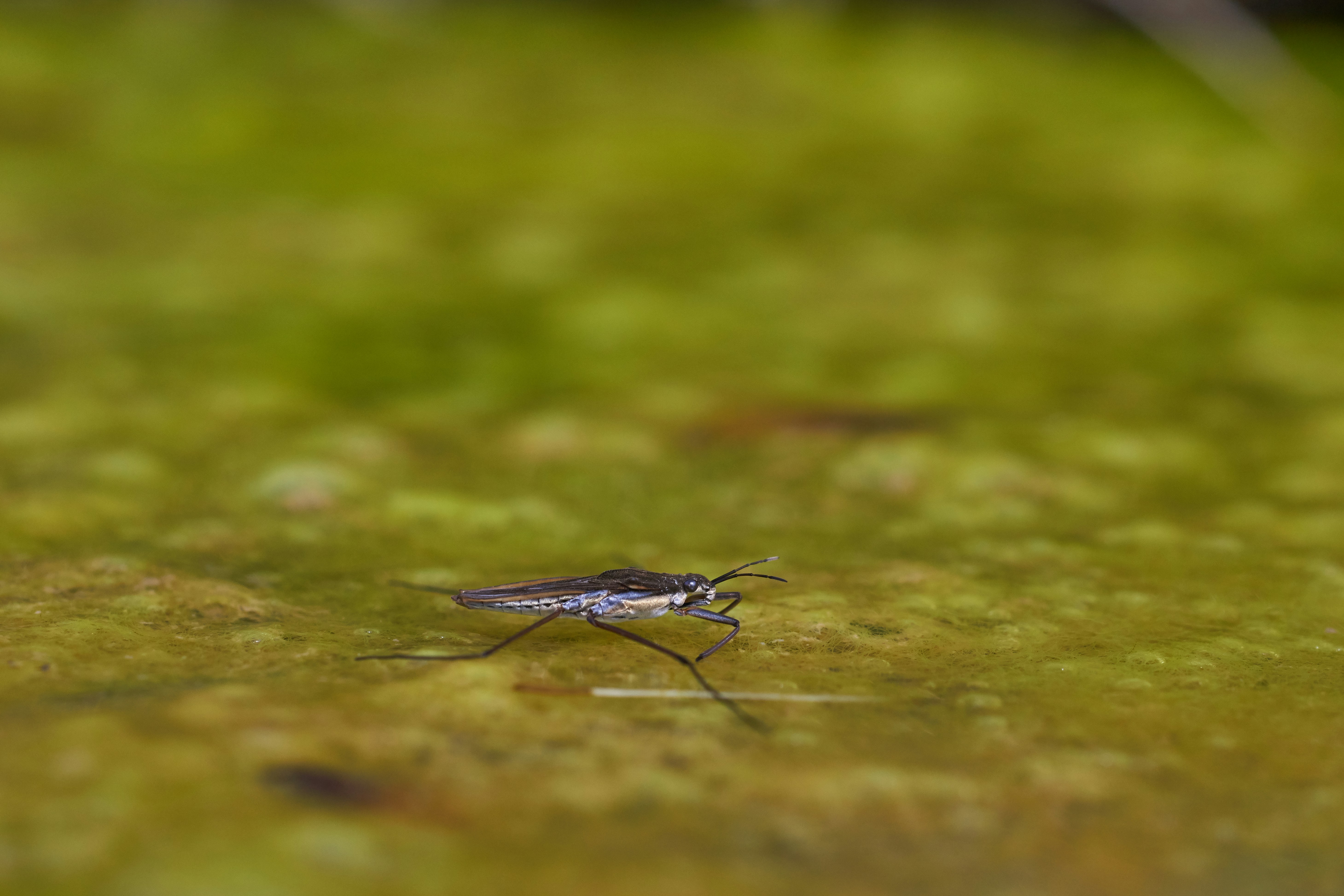 Photo by wolfgang_hasselmann