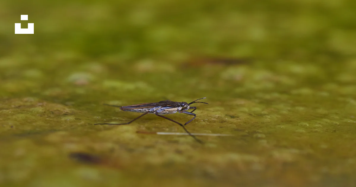 Grey Inects Gray 6-legged insect photo – Free Green Image on Unsplash