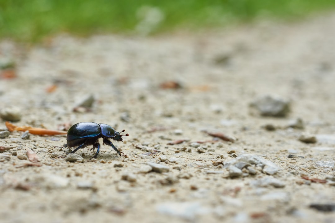 black beetle