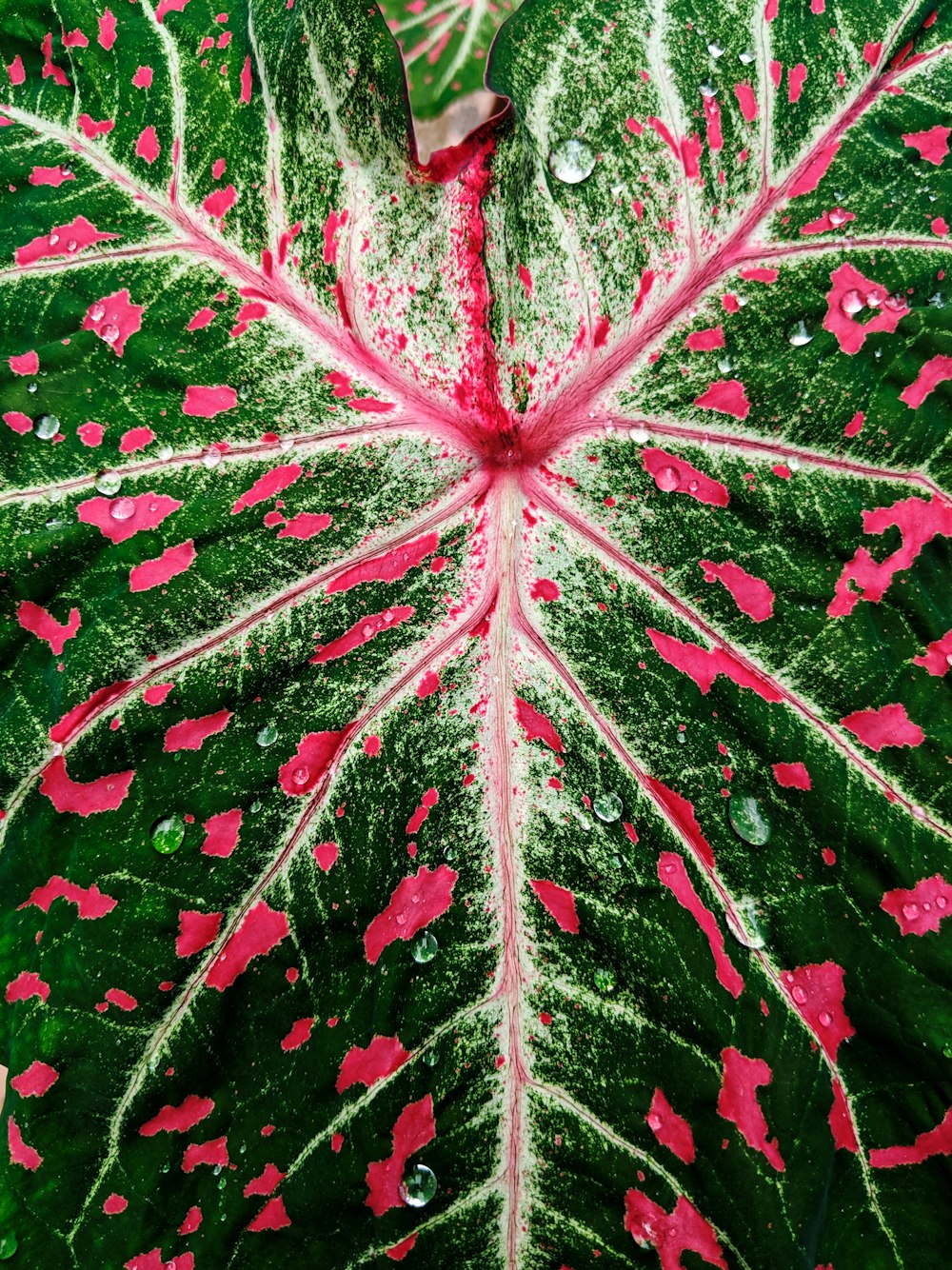 macro photography of green and red spotted leaf
