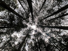A forest canopy viewed from the ground, showcasing tall trees with dense branches reaching up towards the sky. The trees converge towards the center, where light filters through the foliage, creating a natural, symmetrical pattern.