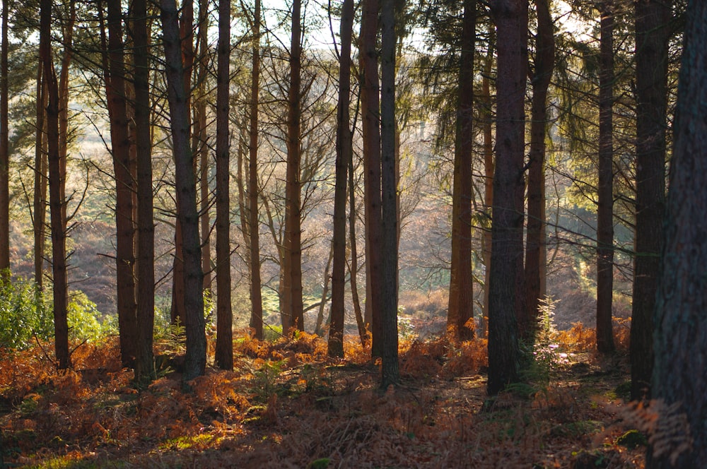 photographie d’arbres de forêt