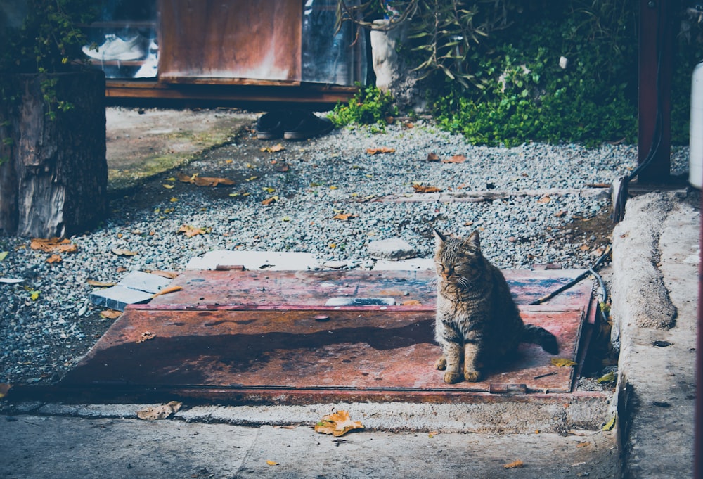 brown tabby cat