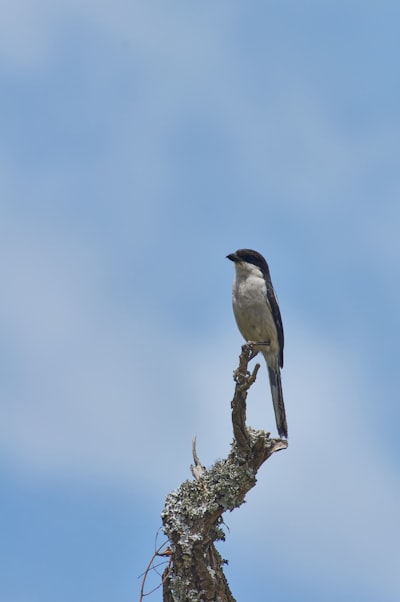 black and white bird perching on brown branch