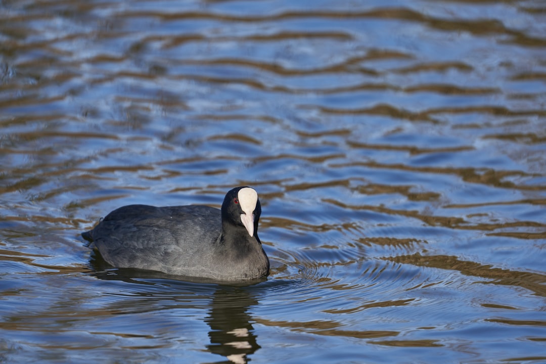 black and white duck floating on body of water