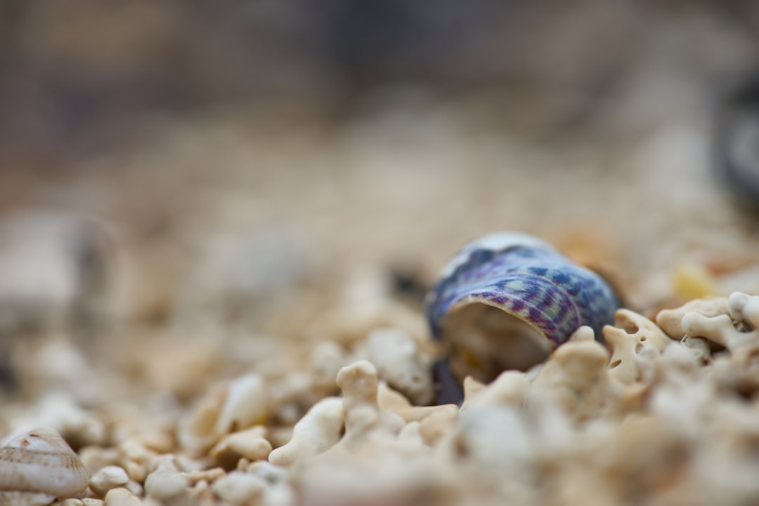 close-up photography of blue shell