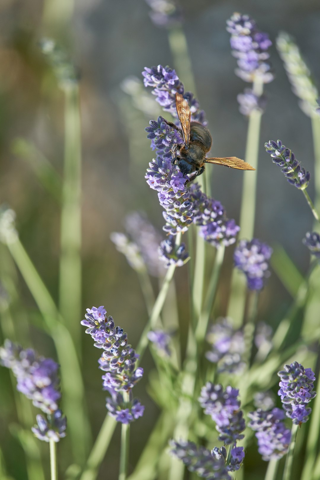 black and brown bee perching on lavender flower