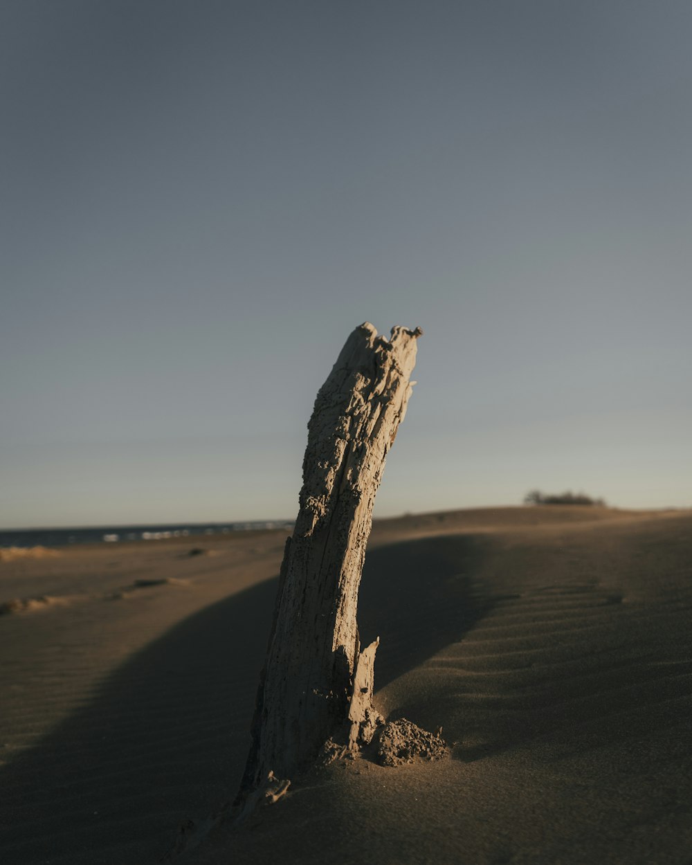 brown log on desert during daytime