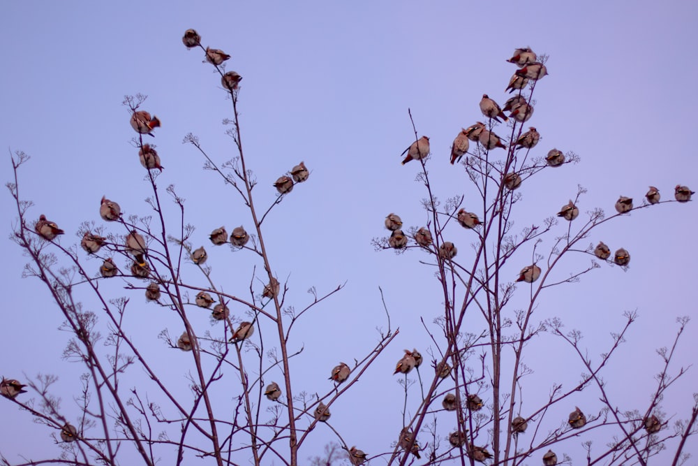 brown birds on plants during daytime