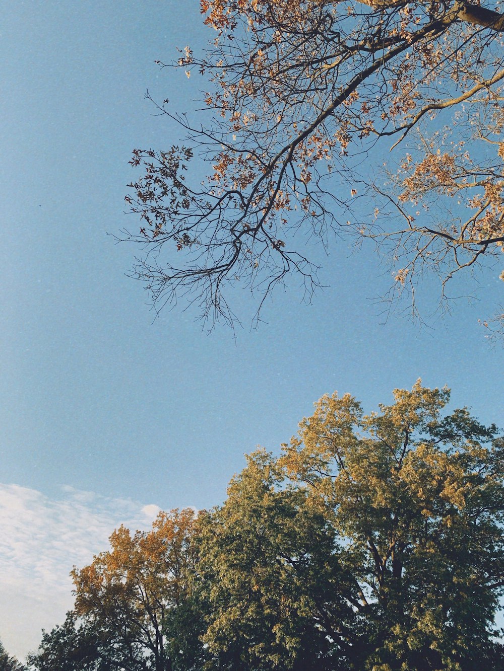 green trees during daytime