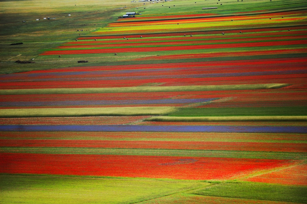 Un grand champ avec de nombreuses couleurs différentes de fleurs