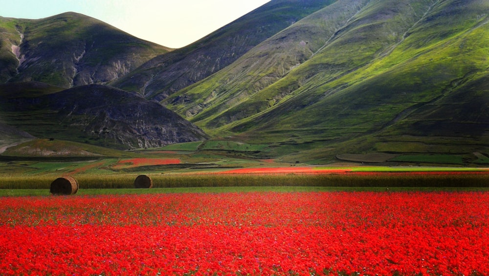 red flower field