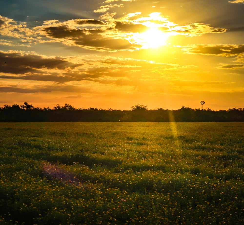 the sun is setting over a field of flowers