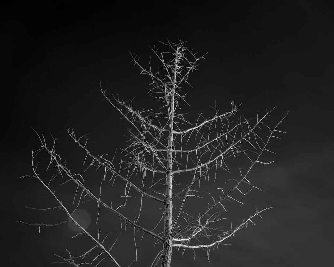 gray bare tree during night
