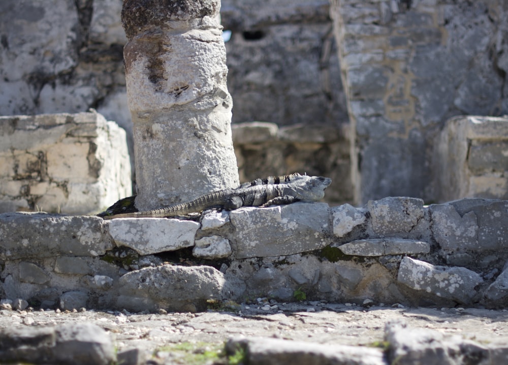 black and grey snake