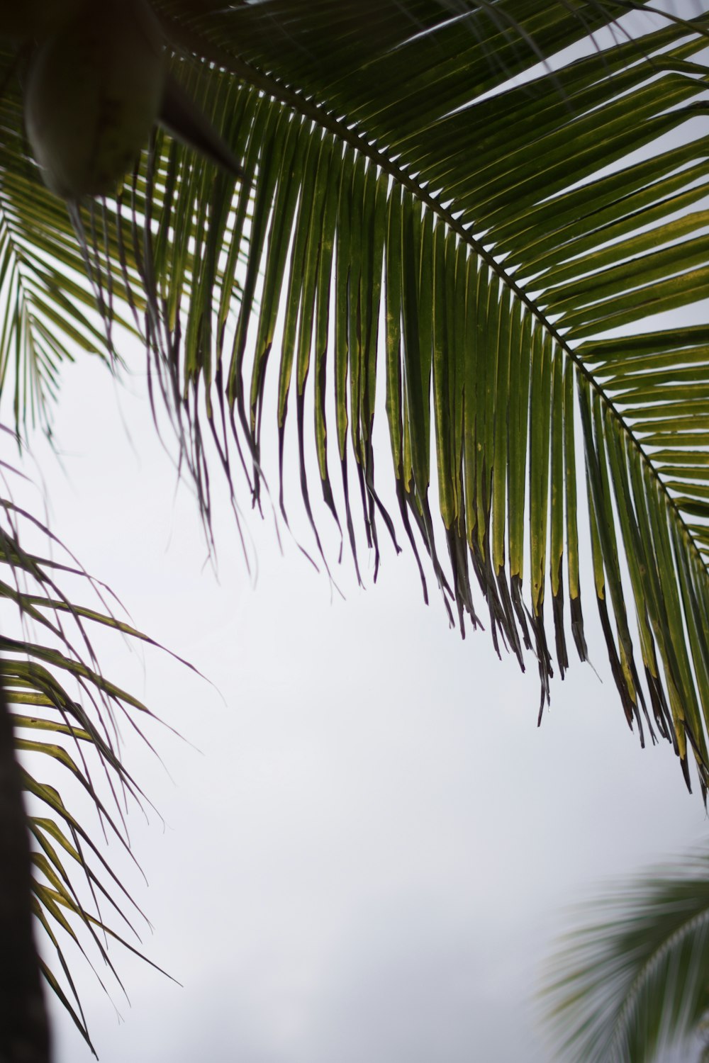 green palm tree during daytime