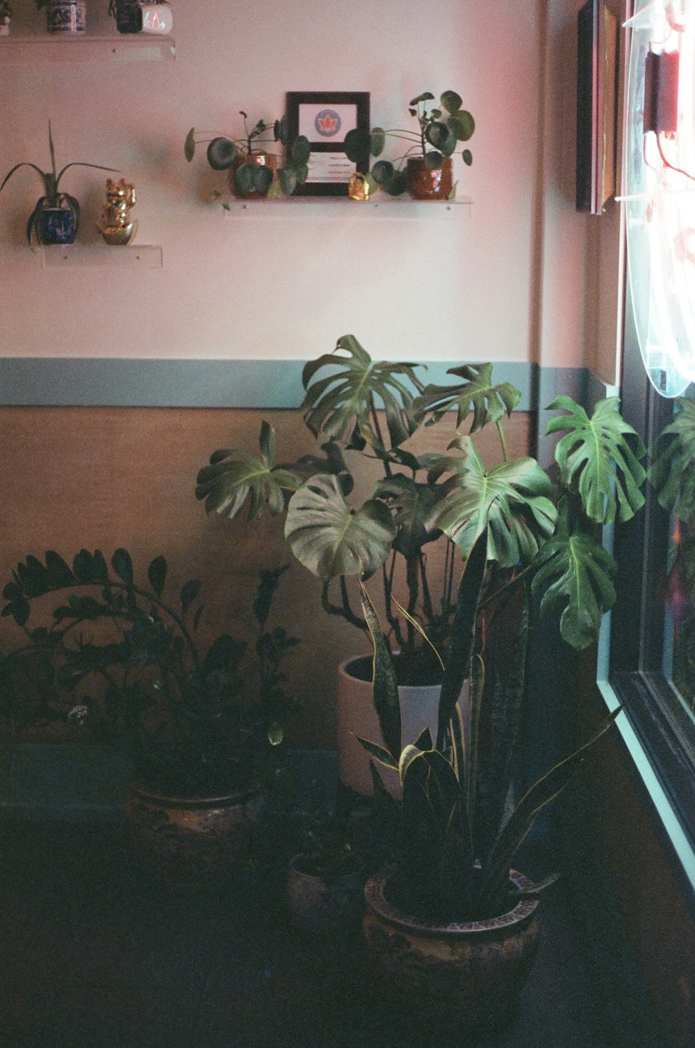 green leaf plants in pots beside walls