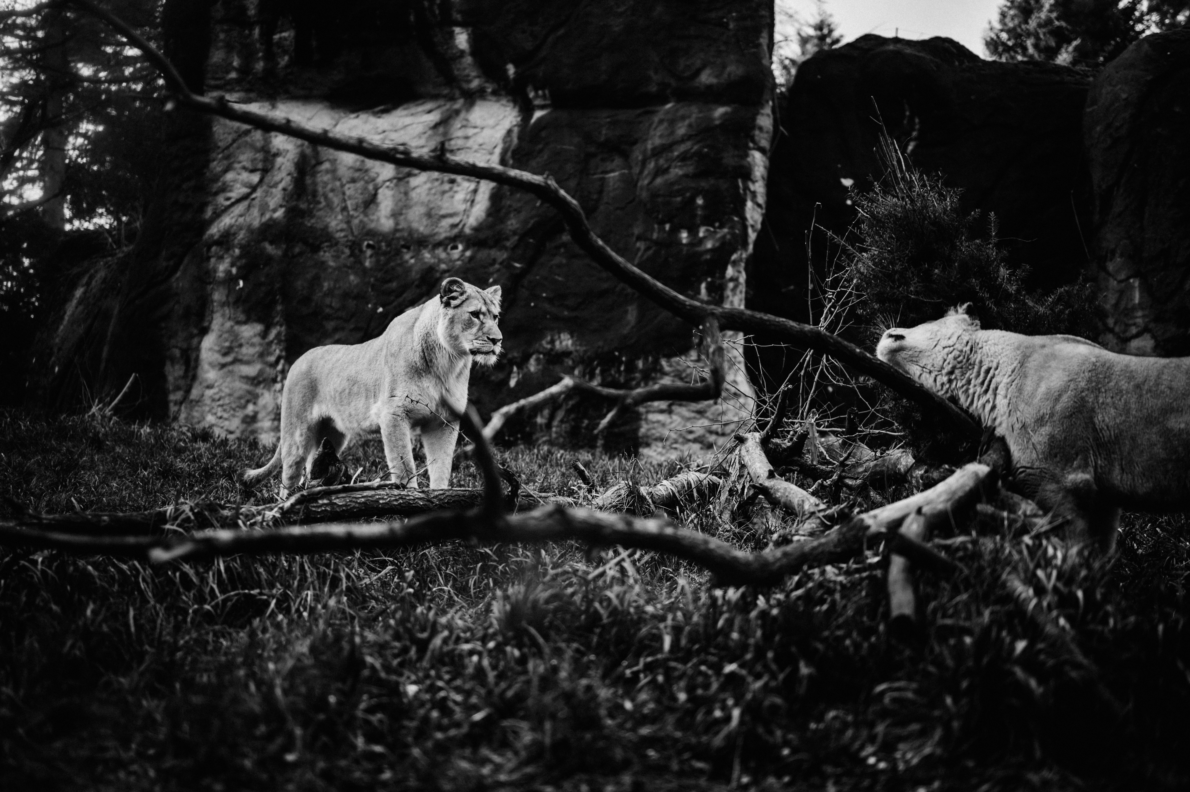 Photo by gibranhamdan