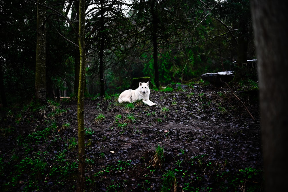 white dog on the forest