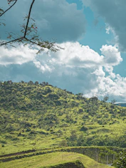 forest trees photograph