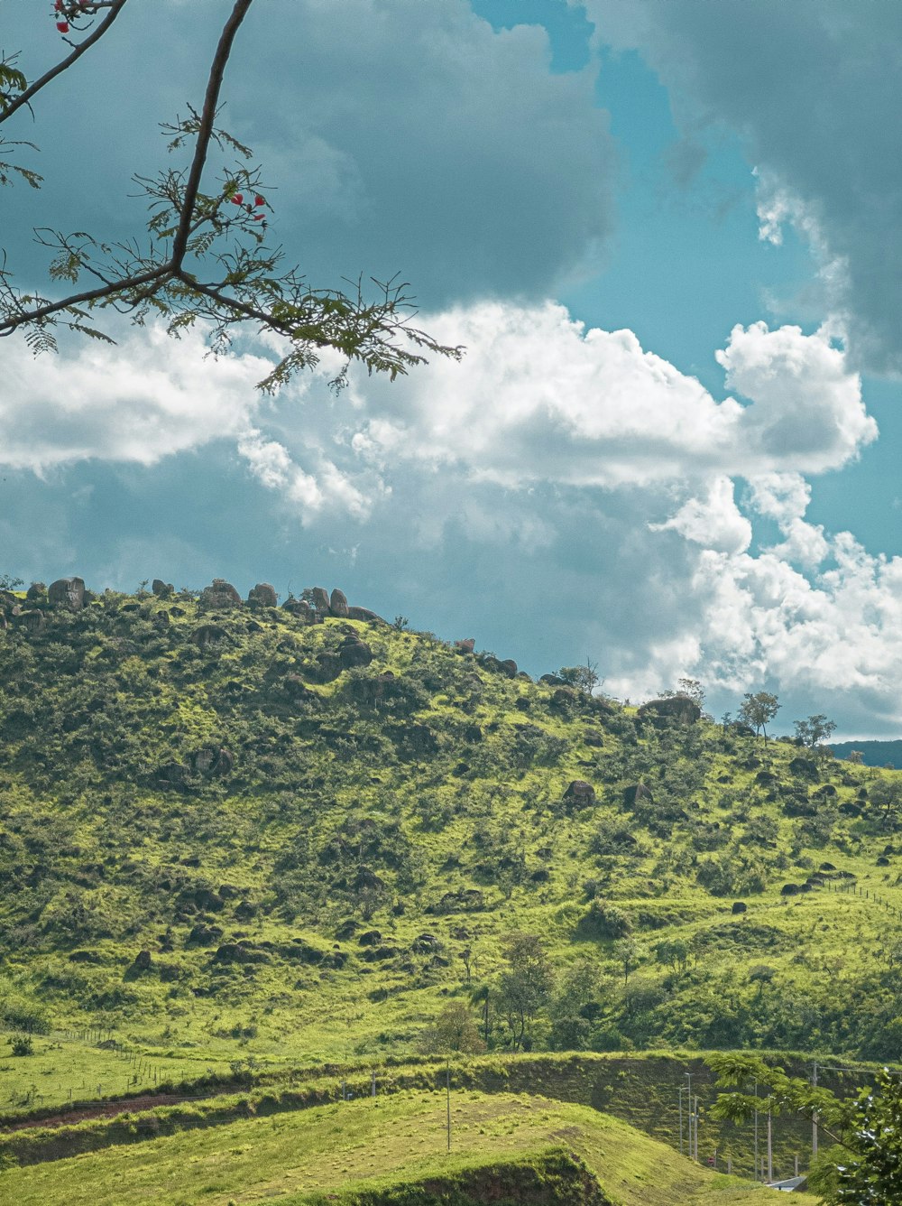 forest trees photograph