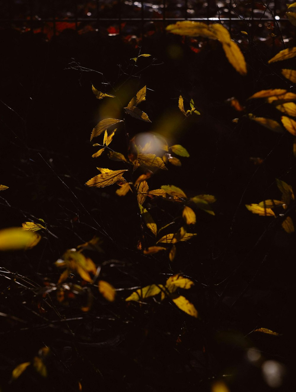 tree with brown leaves